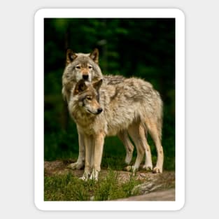 Gray Wolf Sticker